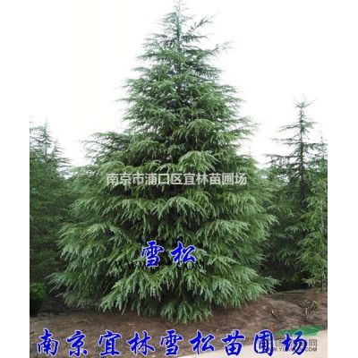 南京10公分樸樹價格12公分樸樹批發供應
