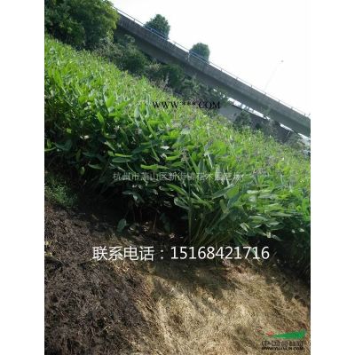 供應(yīng)杜英、梓樹、小葉女貞、雪松、蜀檜、地柏等