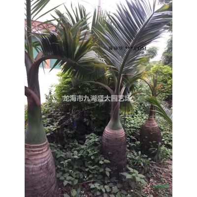 紫薇樁 紫薇古樁 紫薇樁景樹樁老樁