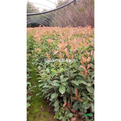 大量供應紫薇（百日紅）