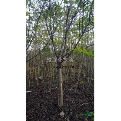 供應(yīng)紫薇  紫薇價格   河南紫薇