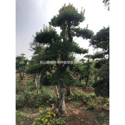 湖北紫薇供應(yīng)，百日紅，湖北紅花紫薇