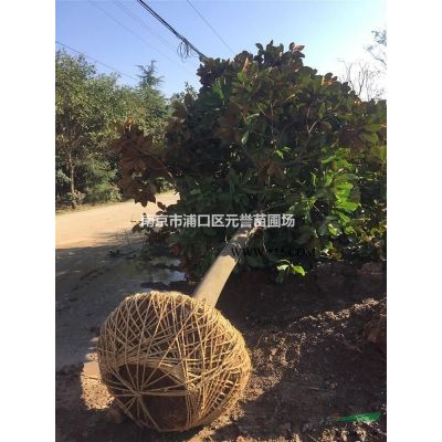 紅楓。美國紅楓，12-18公分紅楓圖片
