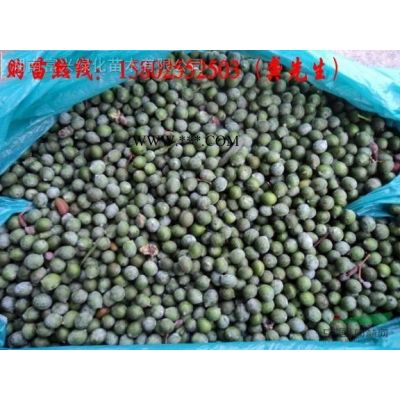 40公分嫁接紅楓報價，30公分紅楓行情，20公分單桿嫁接紅楓