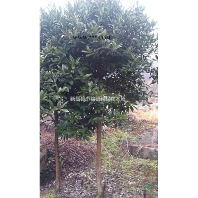 紅楓小苗中國紅楓紅楓小苗基地直銷