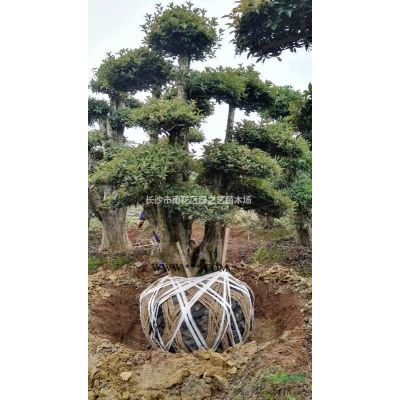 紅舞姬 h80_150_200公分日本紅楓