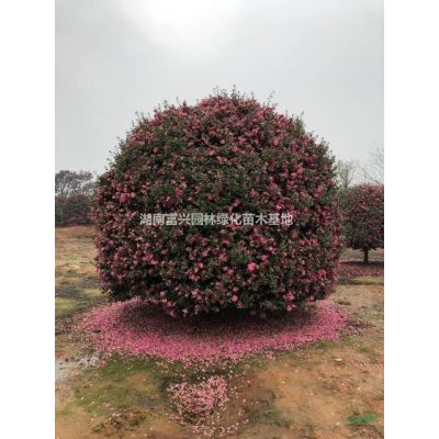 長沙國旗紅紫薇古樁，3米嫁接國旗紅紫薇價格，湖南國旗紅紫薇