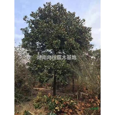 湖南欒樹(shù)價(jià)格便宜批發(fā) 這是今天從基地實(shí)拍的欒樹(shù)圖片 湖南欒樹(shù)