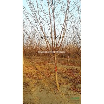供應12-13公分紫葉李 14-15公分紅葉李 16-17公