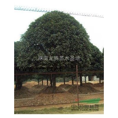 欒樹、移栽欒樹、野生欒樹、欒樹小苗