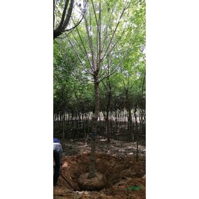 5到8公分紫葉李價格，山西精品紫葉李，紫葉李紅葉李前景
