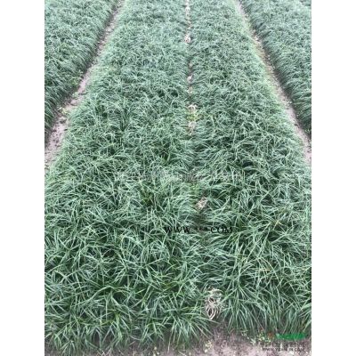 紅葉李，法國冬青，紫薇，夾竹桃，紫荊，花石榴，木槿，木芙蓉