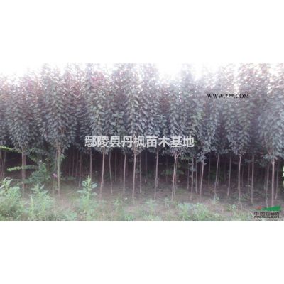 供應欒樹