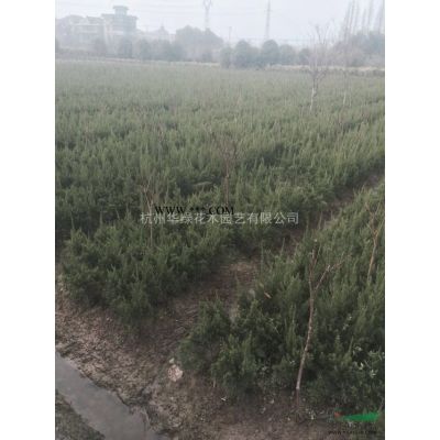 供應3-6公分紅葉李