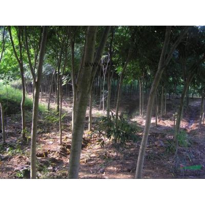 本苗圃今冬明春處理紅葉李，櫻花，櫸樹，無患子，黃山欒樹