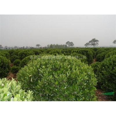 紫葉李,紅葉李