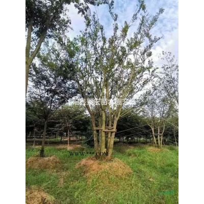 江蘇櫸樹價(jià)格/江蘇沭陽櫸樹價(jià)格/報(bào)價(jià)