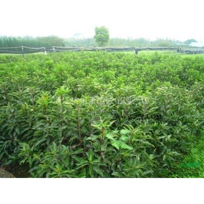 無患子,紫薇、海棠、夾竹桃、木芙蓉、紫荊、花石榴、花桃、木槿