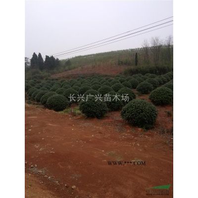 浙江長興精品櫸樹10-15cm