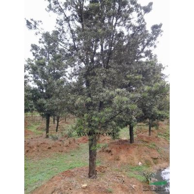 黃山欒樹米徑10公分一15公分