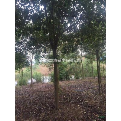 江蘇櫸樹胸徑：5CM，單價(jià)：35元，數(shù)量：3000棵圖片