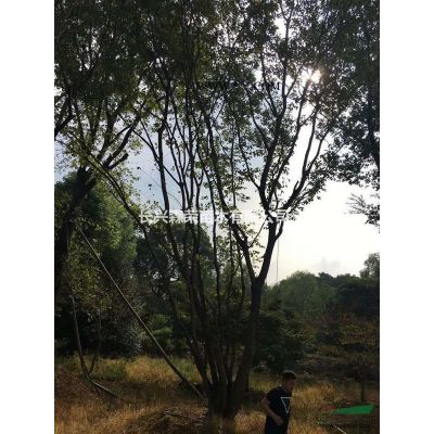 長興常年低價一個5-20公分無患子
