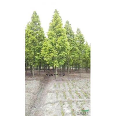 蘇州櫸樹價(jià)格 17公分櫸樹 18公分櫸樹報(bào)價(jià)