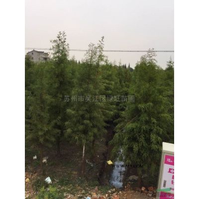 江蘇12-18公分櫸樹