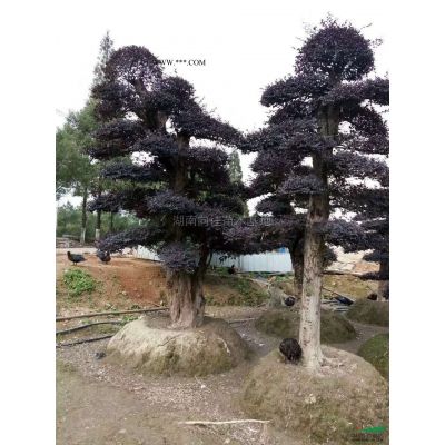 這是今天從基地實拍的樸樹圖片湖南精品樸樹湖南大規格樸樹