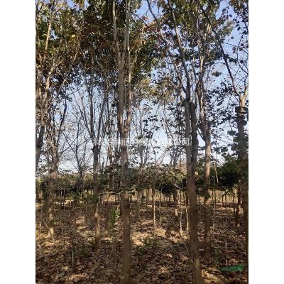 沭陽樸樹基地 大量直銷樸樹小苗 白櫸 叢生樸樹價格圖片