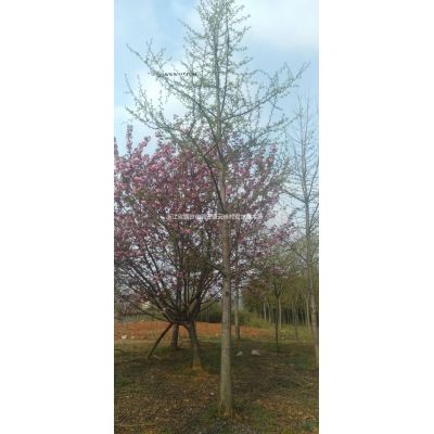 浙江[產品]/浙江樸樹 長興樸樹基地 湖州樸樹價格/報價