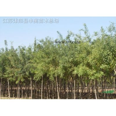 紅楓小苗、紫薇小苗、紅葉小檗、紅王子錦帶、紅葉石楠