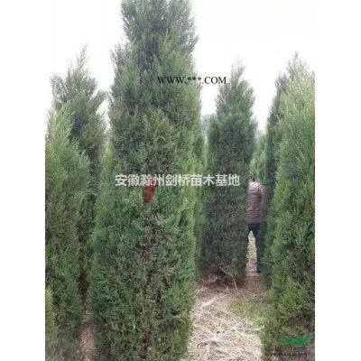 精品紫薇