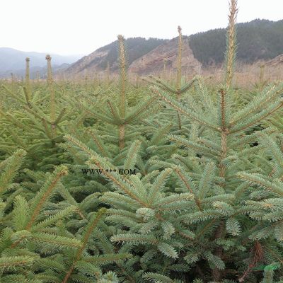 基地批發2公分天鵝絨紫薇批發基地 百日紅無病蟲害凍害