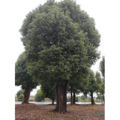 紅楓價格，安徽大量批發各種規格紅楓，精品紅楓出售，采購紅楓可