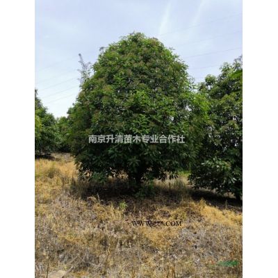 美國紅楓北美楓香