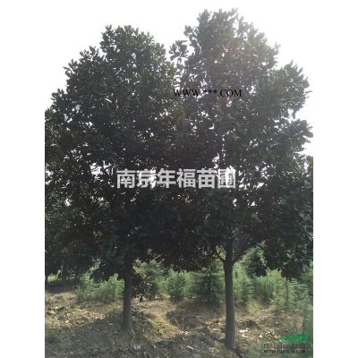 馬褂木