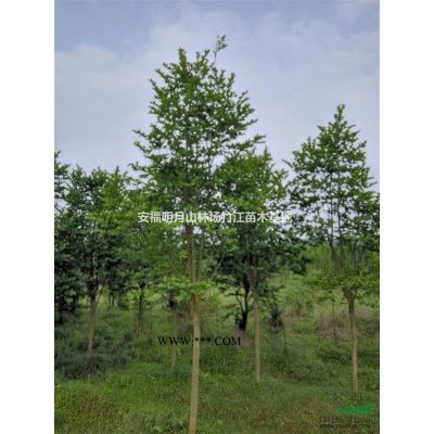 大量供應(yīng)馬褂木、楠木大苗、中山杉等