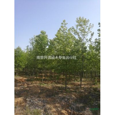 8-30公分馬褂木