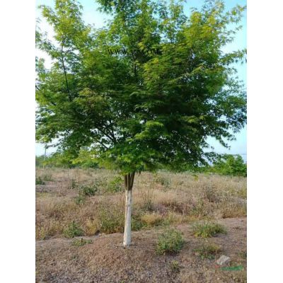 合肥叢生紫薇基地實拍 批發多桿紫薇 優質叢生紫薇價格哪里便宜
