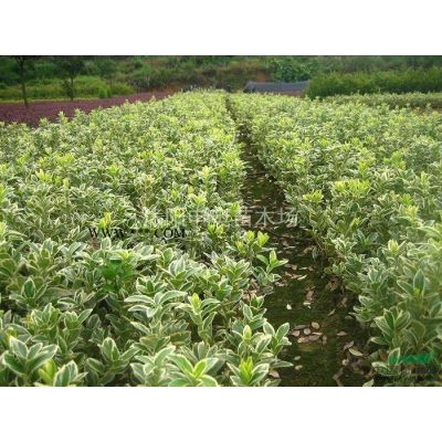 江蘇地區紅葉李4公分，自己苗圃苗，所以價格低