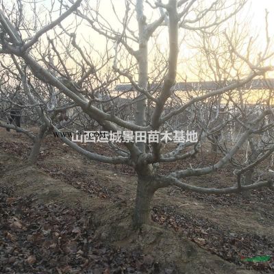紅葉李樹苗哪里有賣的？5-8公分紅葉李苗基地價格多少錢一棵