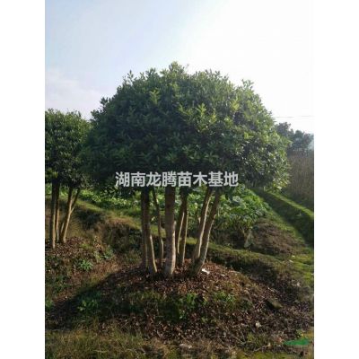 湖南專供紅葉石楠 紅花桎木 紅葉李 法國冬青