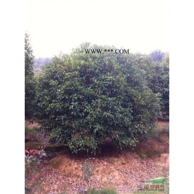 20公分紫薇圖片\20公分紫薇報(bào)價(jià)