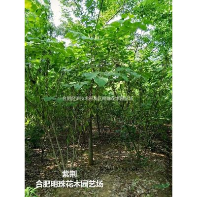 安徽紅葉李3批發/供應