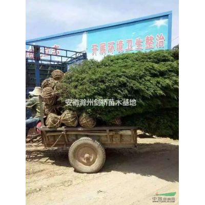 欒樹 欒樹基地 欒樹價格 欒樹供應(yīng) 安徽欒樹