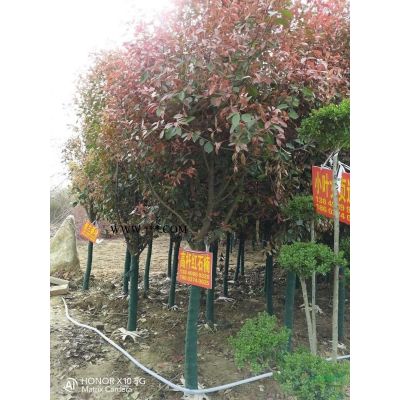 河南12公分紅葉李容器苗