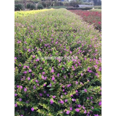 紅葉李  田苗 移栽苗5—16公分樹形漂亮，量大價優