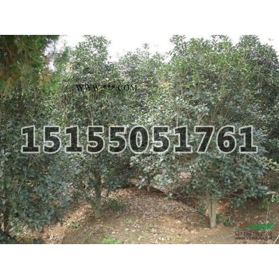 安徽秋季廣玉蘭，紅葉石楠，紫薇，紅葉李，香樟等苗木價(jià)格