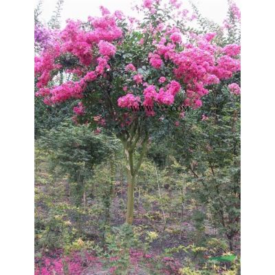 大葉女貞，紅葉李